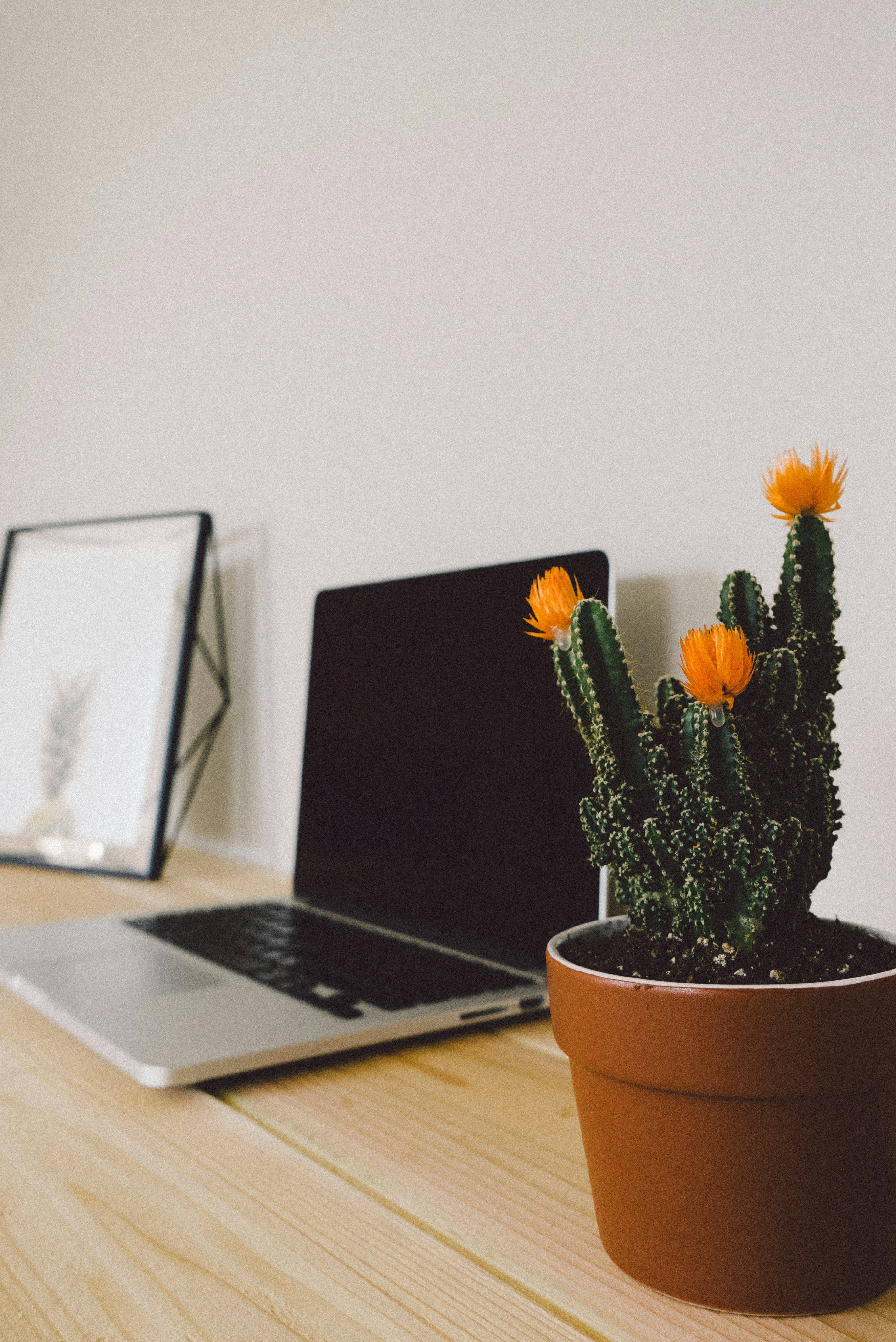 A laptop next to a small, potted cactus with orange blooms.