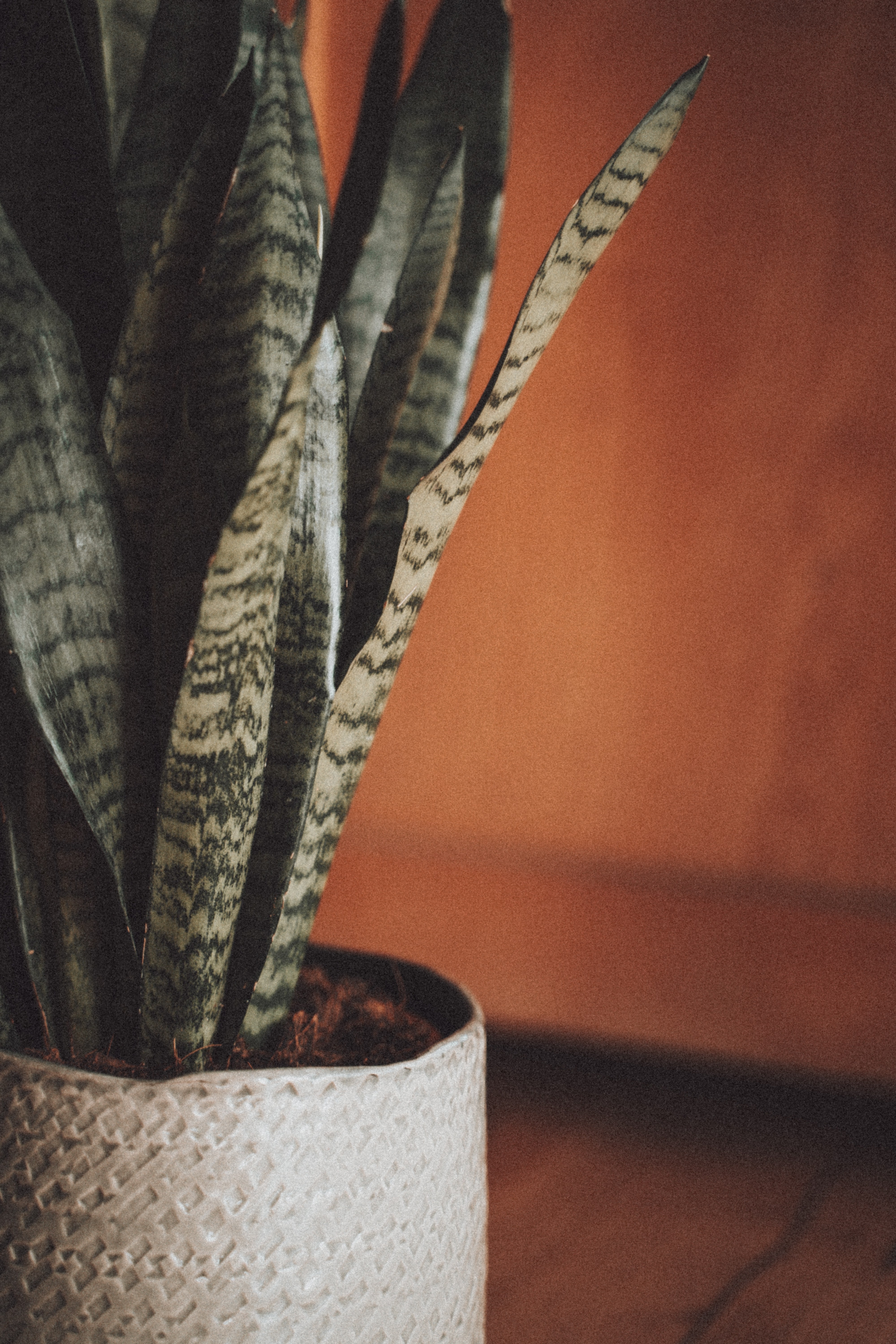 A welcoming environment featuring an orange accent wall with potted snake plant on the floor